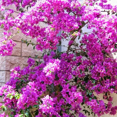 With Swimming Pool Mavarstica - Ciovo - 2053